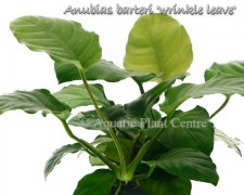 Anubias barteri wrinkle leave